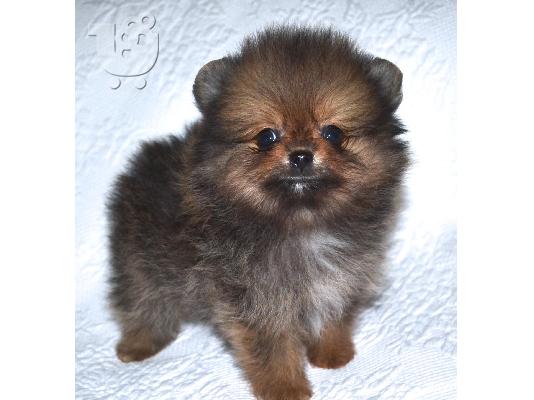 PoulaTo: Pomeranian mini